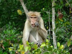 Macaca sinica sinica