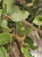 Quercus coccifera