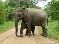 Elephas maximus maximus