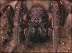 Uliodon albopunctatus