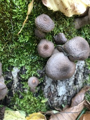 Armillaria gallica