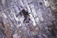 Hipposideros armiger terasensis