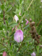 Ononis spinosa procurrens