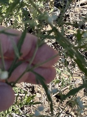 Parthenium hysterophorus