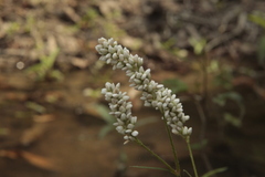 Persicaria segetum