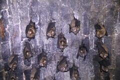 Hipposideros armiger terasensis