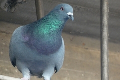 Columba livia domestica