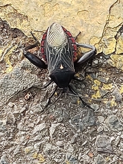 Pachylis pharaonis