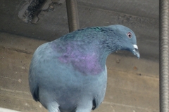 Columba livia domestica