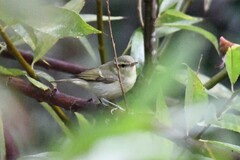 Phylloscopus
