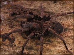 Uliodon albopunctatus