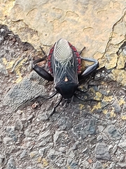 Pachylis pharaonis
