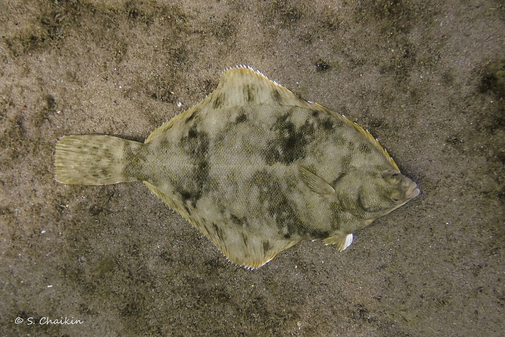 Photo of a Winter Flounder