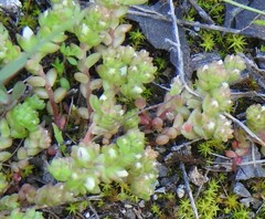 Sedum arenarium