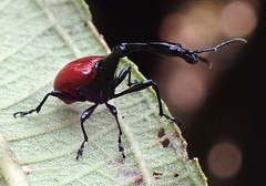 Trachelophorus giraffa