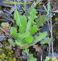 Leontodon longirostris