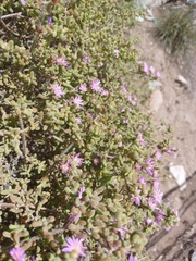 Drosanthemum hispidum