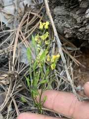 Draba zionensis