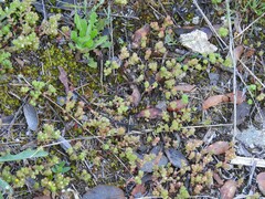 Sedum arenarium