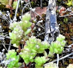 Sedum arenarium