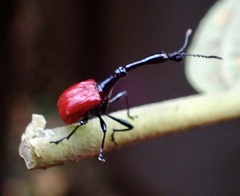 Trachelophorus giraffa