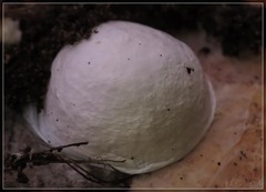 Uliodon albopunctatus