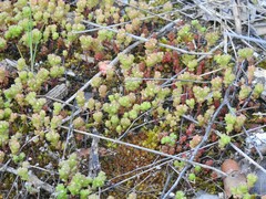 Sedum arenarium