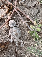 Phrynosoma platyrhinos