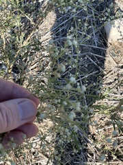 Parthenium hysterophorus