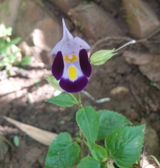 Torenia fournieri