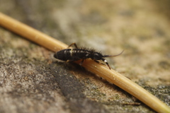 Orchesella