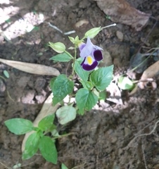 Torenia fournieri