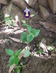Torenia fournieri