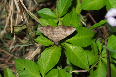 Anticarsia irrorata