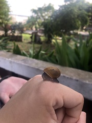 Zachrysia provisoria