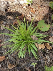 Dichanthelium laxiflorum