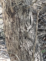 Quercus sinuata