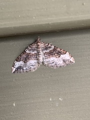 Xanthorhoe defensaria