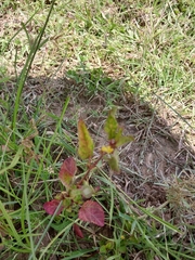 Melochia corchorifolia