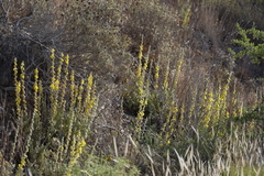 Verbascum undulatum