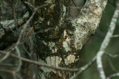 Quercus acerifolia