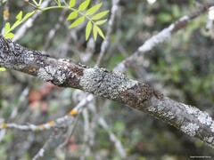 Fraxinus angustifolia