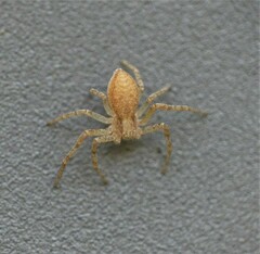 Philodromus rufus
