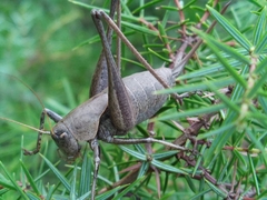 Thyreonotus corsicus