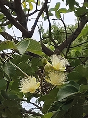 Caryocar brasiliense