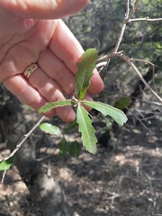 Quercus sinuata