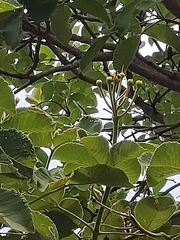 Caryocar brasiliense