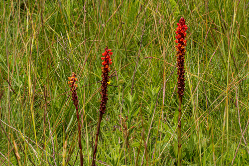 Satyrium sceptrum image