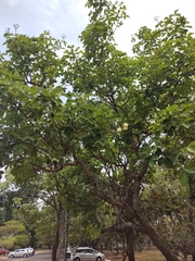 Caryocar brasiliense