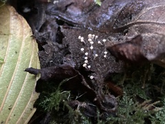 Myxomycetes
